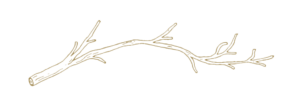 branch website